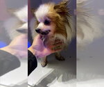 AVA - Female Pomeranian Dog for Adoption - Small photo