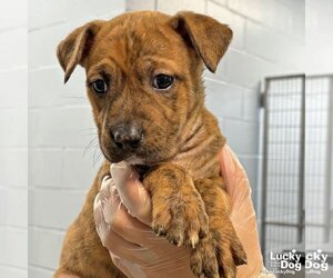Boxer-Unknown Mix Dogs for adoption in Washington, DC, USA