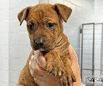 Small Photo #1 Boxer-Unknown Mix Puppy For Sale in Washington, DC, USA