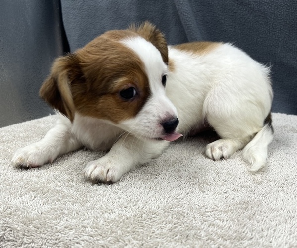 Medium Photo #15 Chiweenie Puppy For Sale in SAINT AUGUSTINE, FL, USA