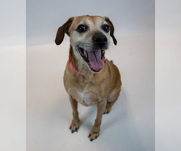 Medium Photo #2 Labbe Puppy For Sale in Kennesaw, GA, USA