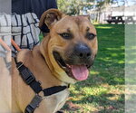 DUKE - Male Mutt Dog for Adoption - Small photo