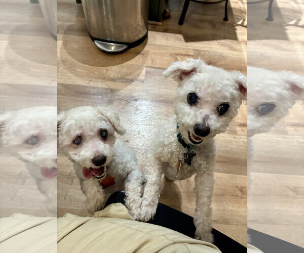 Medium Photo #3  Puppy For Sale in , 