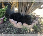 Small Photo #6 Schnauzer (Giant) Puppy For Sale in LA PUENTE, CA, USA