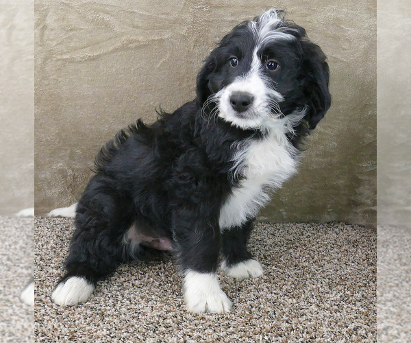 Medium Photo #5 Bernedoodle (Miniature) Puppy For Sale in ROY, UT, USA