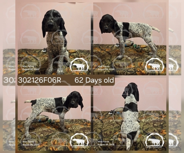 Medium Photo #24 German Shorthaired Pointer Puppy For Sale in MOYIE SPRINGS, ID, USA