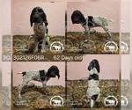 Puppy Girl 302126F06R German Shorthaired Pointer