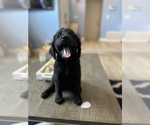 Small #1 Goldendoodle
