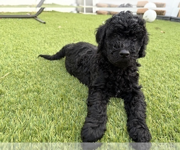 Medium Photo #23 Goldendoodle Puppy For Sale in GIBSONTON, FL, USA