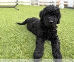 Small Photo #7 Goldendoodle Puppy For Sale in GIBSONTON, FL, USA