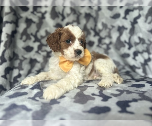 Medium Photo #6 Cavapoo Puppy For Sale in LAKELAND, FL, USA