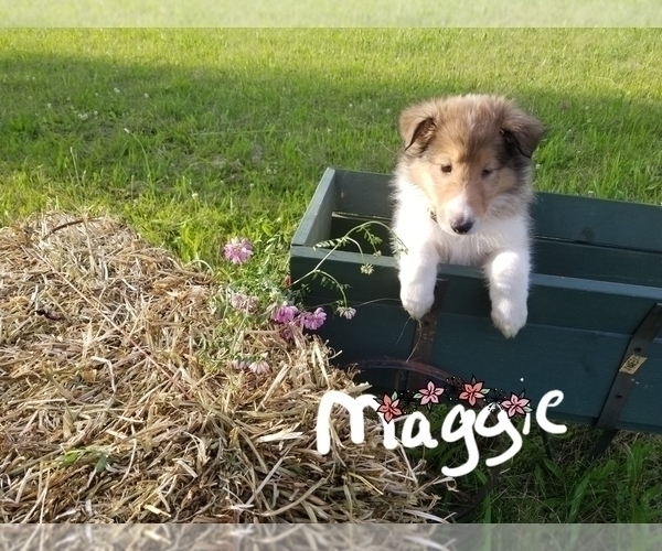 Medium Photo #1 Collie Puppy For Sale in IONIA, MI, USA