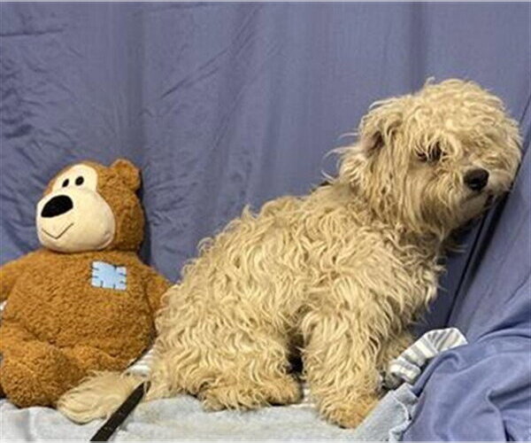 Medium Photo #1 Poodle (Miniature)-Unknown Mix Puppy For Sale in Pacifica, CA, USA