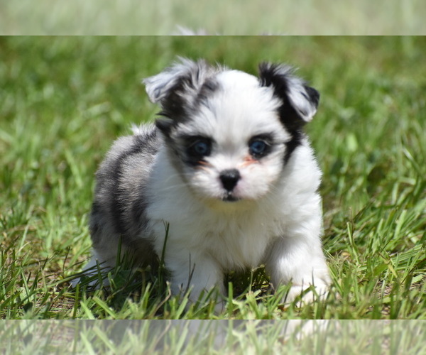 Medium Photo #1 Shih Aussie Puppy For Sale in PALM COAST, FL, USA