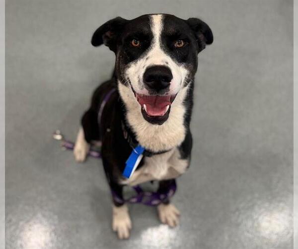 Medium Photo #2 Border Collie-Unknown Mix Puppy For Sale in Moreno Valley, CA, USA