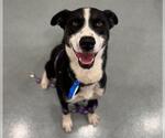 Small #1 Border Collie Mix