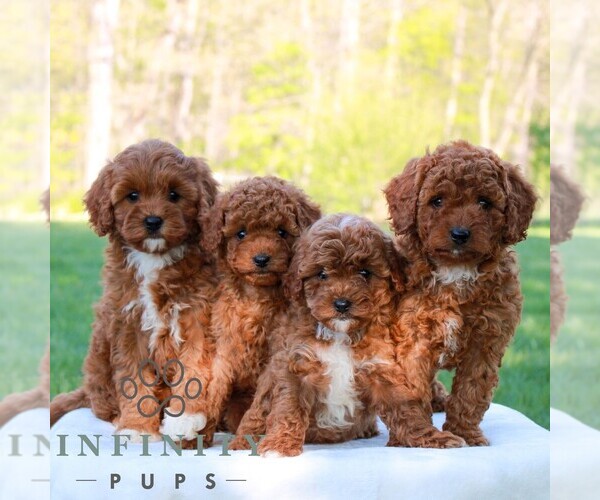 Medium Photo #2 Cavapoo (Miniature) Puppy For Sale in LITITZ, PA, USA