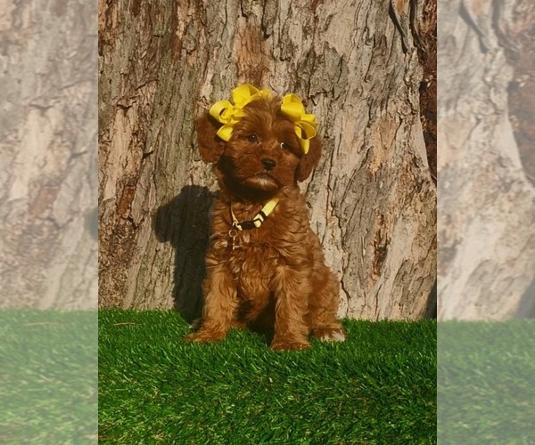 Medium Photo #2 Goldendoodle (Miniature) Puppy For Sale in INDIANAPOLIS, IN, USA