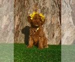 Small #1 Goldendoodle (Miniature)