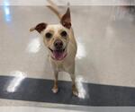 Small Chihuahua Mix