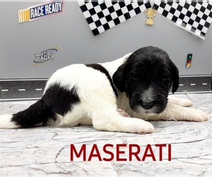 Saint Berdoodle-Sheepadoodle Mix Puppy for sale in MILLVILLE, MN, USA