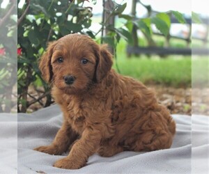 Labradoodle-Poodle (Miniature) Mix Puppy for sale in GORDONVILLE, PA, USA