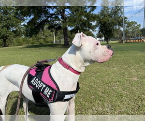 Boxer-Unknown Mix Dogs for adoption in Tallahassee, FL, USA