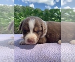 Small Photo #29 Australian Shepherd Puppy For Sale in MERIDIANVILLE, AL, USA