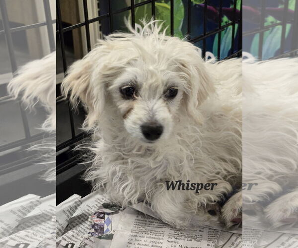 Medium Photo #1 Maltipoo Puppy For Sale in Phelan, CA, USA