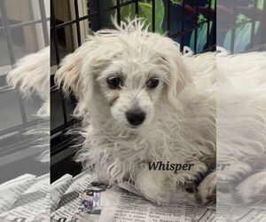 Maltipoo Dogs for adoption in Phelan, CA, USA