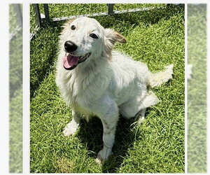 Jack Russell Terrier-Unknown Mix Dogs for adoption in Virginia Beach, VA, USA