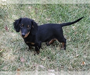 Dachshund Puppy for sale in CLARK, MO, USA