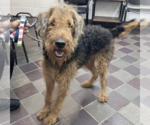 Small Airedale Terrier