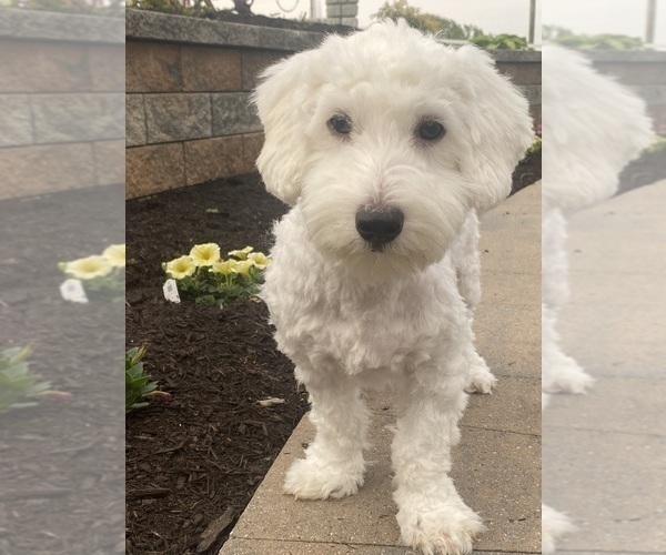 Medium Photo #3 Coton de Tulear Puppy For Sale in CANOGA, NY, USA