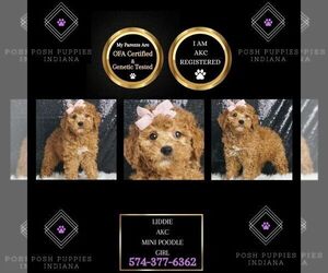 Poodle (Miniature) Puppy for sale in WARSAW, IN, USA