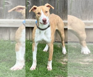 Autumn - Female Whippet Dog for Adoption - Photo #5