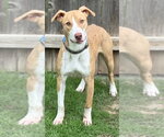 Small #4 Whippet