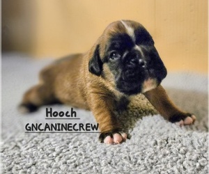 Boxer Puppy for sale in NEW STANTON, PA, USA