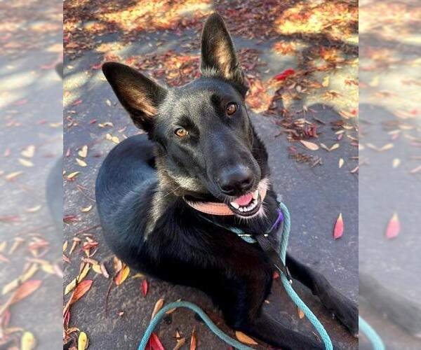Medium Photo #1 German Shepherd Dog-Unknown Mix Puppy For Sale in Sacramento, CA, USA