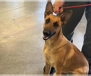 Mutt Dogs for adoption in Orange, CA, USA