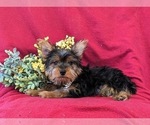 Small Photo #4 Yorkshire Terrier Puppy For Sale in LINCOLN UNIVERSITY, PA, USA