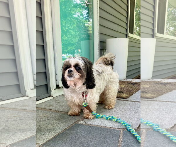 Medium Photo #3 Shih Tzu-Unknown Mix Puppy For Sale in Farmington, MN, USA