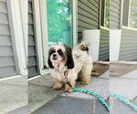 Small #2 Shih Tzu Mix