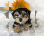 Small #10 Morkie
