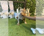 Small #3 American Bully