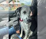 Small #1 Dalmatian Mix