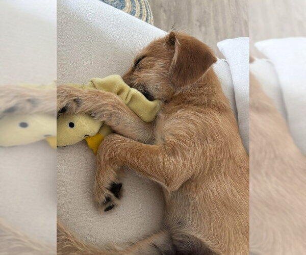Medium Photo #4 Labrador Retriever-Unknown Mix Puppy For Sale in San Diego, CA, USA