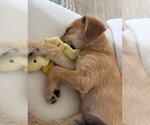 Small #3 Labrador Retriever Mix