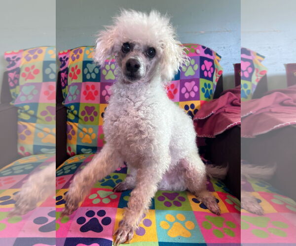 Medium Photo #2 Poodle (Miniature) Puppy For Sale in Pacolet, SC, USA
