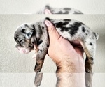 Small Photo #5 English Bulldog Puppy For Sale in BAKERSFIELD, CA, USA